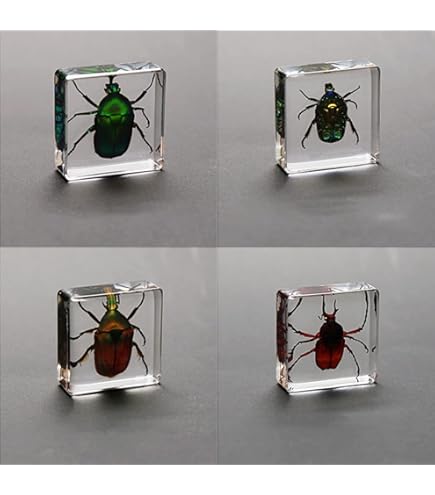 Amazon | [透明標本制作所]樹脂封入 標本 コガネムシ Bタイプ スカラベ